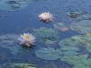 water lillies in Luzerne, NY