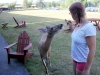 me feeding wild deer